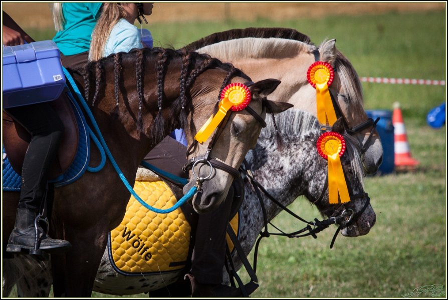 Mounted Games 335